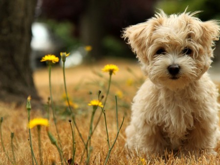Cachorro