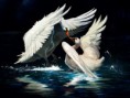 /album/wallpapers/cisnes-jpg/