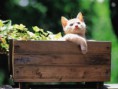 /album/wallpapers/gatinho%c2%b2-jpg/