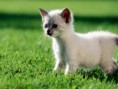 /album/wallpapers/gatinho%c2%b3-jpg/