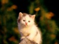 /album/wallpapers/gato-15-jpg/