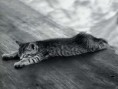 /album/wallpapers/gato-20-jpg/